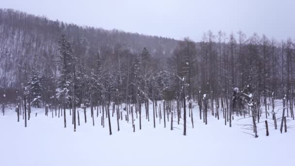 Japonya Hokkaido Daki Güzel Kış Manzarasının Manzaralı Görüntüleri — Stok video