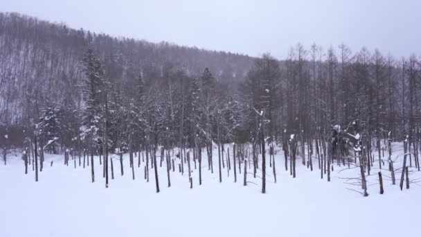 Images Panoramiques Beaux Paysages Hiver Hokkaido Japon — Video