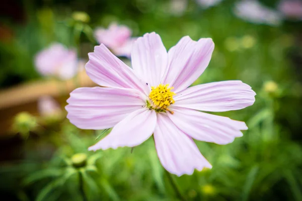 Färgglada blomma i trädgården — Stockfoto