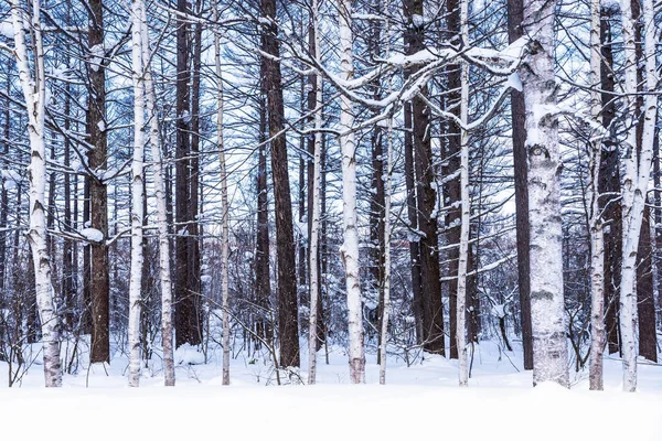 Güzel açık doğa manzara ağaç kar kış denizlerde