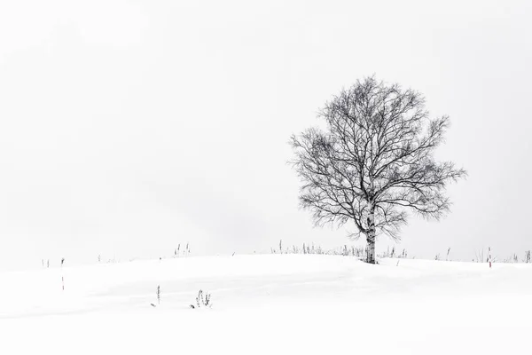 Peisaj frumos cu copac singuratic în sezonul de iarnă de zăpadă — Fotografie, imagine de stoc