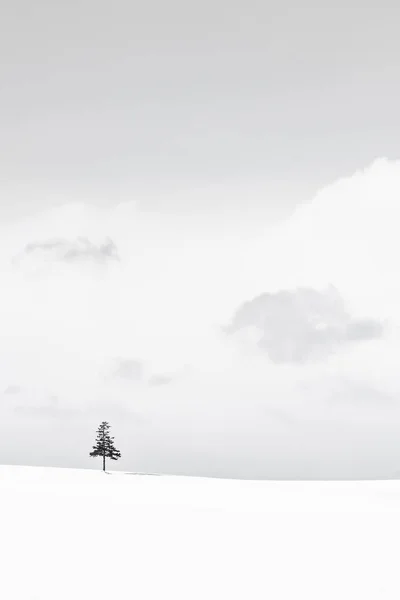 Bela paisagem natural ao ar livre com árvore de Natal no inverno — Fotografia de Stock