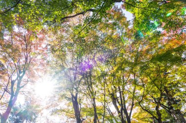 Güzel akçaağaç yaprağı ağaç Sonbahar sezonu
