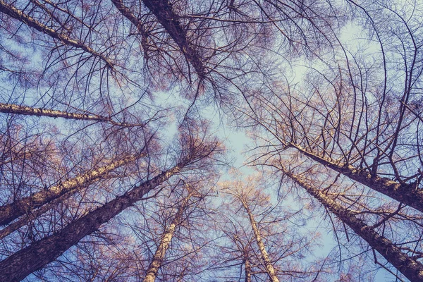 Wunderschöne Landschaft mit niedrigem Engelsbaum und Zweig mit Himmelsrückwand — Stockfoto