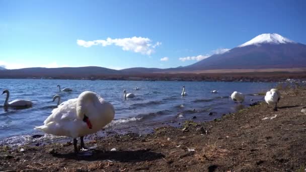 Imágenes Escénicas Hermosa Montaña Fuji Japón — Vídeo de stock