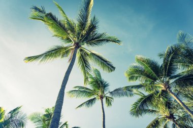Hindistan cevizi palmiye ağacı yaprağı ile güzel açık tropikal doğa