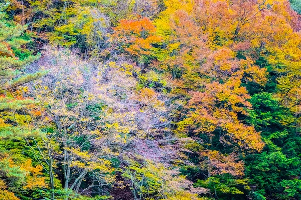 Paisagem bonita um monte de árvore com folha colorida em torno do — Fotografia de Stock