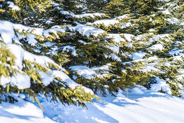 Noel Ağacı ile Güzel Doğa Manzarası