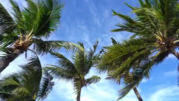Sahilde Gökyüzünün Önündeki Palmiye Ağaçlarının Manzaralı Görüntüleri — Stok video