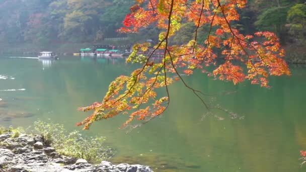 Scénický Close Záběry Krásné Podzimní Stromy Větve Lodí Projíždějící Pozadí — Stock video