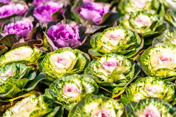 Fleur de couleur verte et violette — Photo
