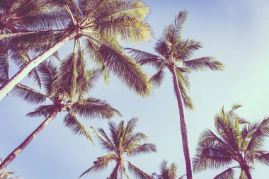 Hindistan cevizi palmiye ağacı yaprağı ile güzel açık tropikal doğa