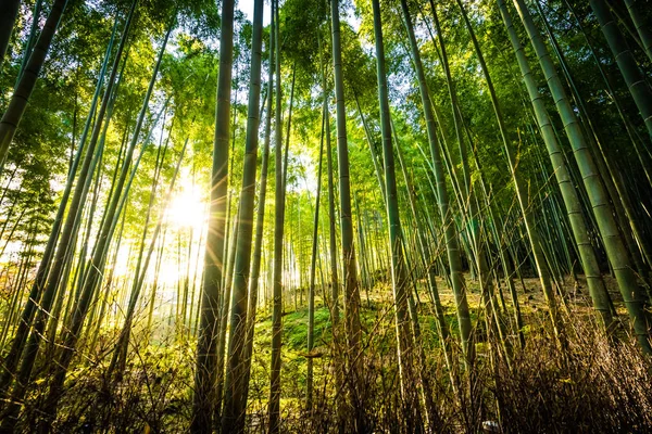 Bela paisagem de bosque de bambu na floresta em Arashiyama — Fotografia de Stock