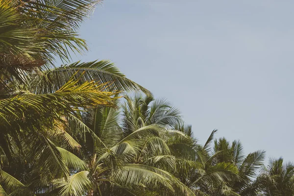 Hermosa palmera de coco en el cielo azul y espacio de copia — Foto de Stock