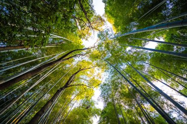 Arashiyama güzel bambu grove ağacında