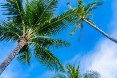 Mavi gökyüzü güzel Hindistan cevizi hurma ağacı