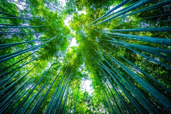 Bambu Grove Arashiyama, ormandaki güzel manzara — Stok fotoğraf