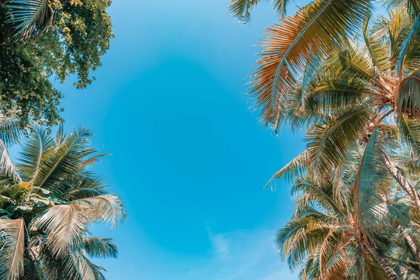 Nízká úhlová střela z krásného kokosového stromu na modrém nebi — Stock fotografie