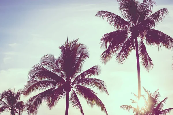 Bela natureza tropical ao ar livre com folha de palmeira de coco em — Fotografia de Stock