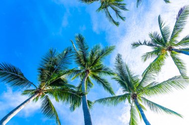 Mavi gökyüzü güzel Hindistan cevizi hurma ağacı