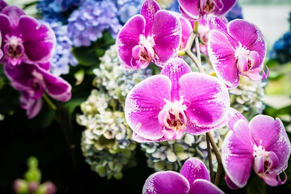 Colorful flower in the garden — Stock Photo, Image