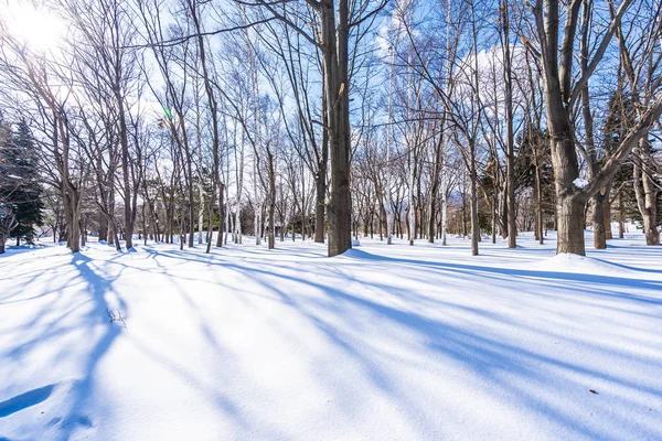 Kar kış sezonu ağacında ile güzel manzara