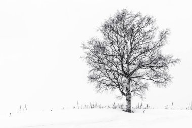 Yalnız ağaç içinde kar kış sezonu ile güzel manzara