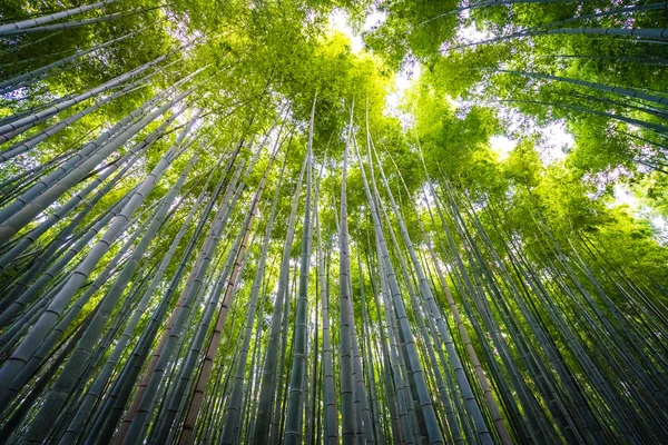 Bellissimo paesaggio di bambù boschetto nella foresta di Arashiyama — Foto Stock