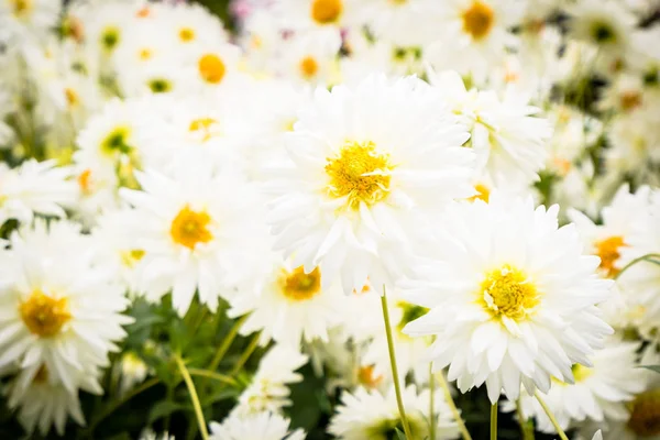 Fleurs colorées dans le jardin — Photo