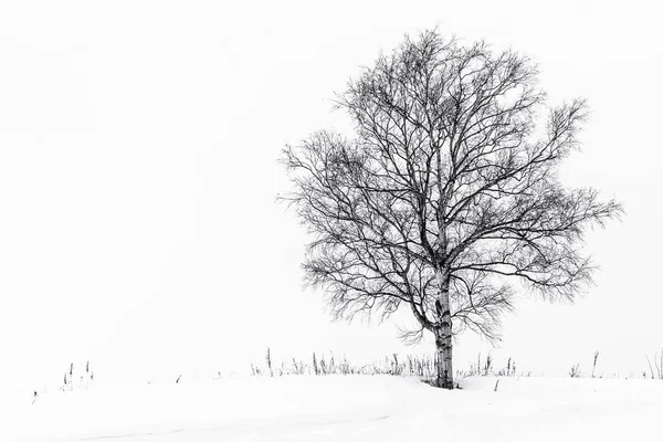 Hermoso paisaje con árbol solitario en la temporada de invierno de nieve — Foto de Stock