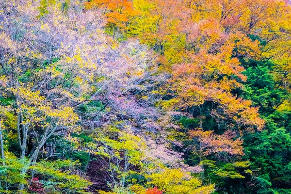 Mooi landschap een heleboel boom met kleurrijke blad rond de — Stockfoto