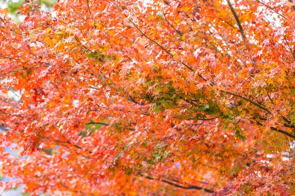 Червоне кленове листя дерево — стокове фото