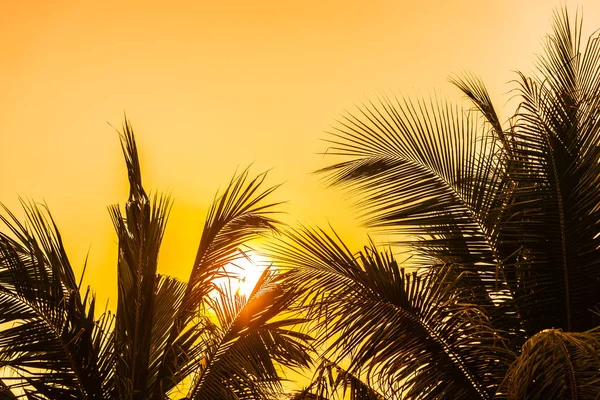 Krásná venkovní příroda s kokosovým listem a východem nebo slunem — Stock fotografie