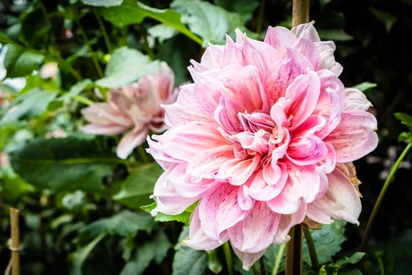 Flor colorida en el jardín —  Fotos de Stock