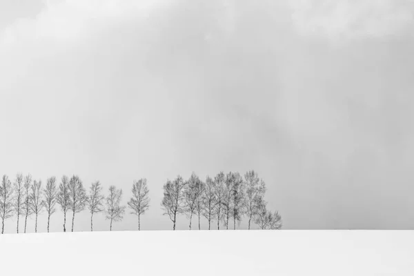 Vackra utomhus natur landskap med trädgren i grupp — Stockfoto