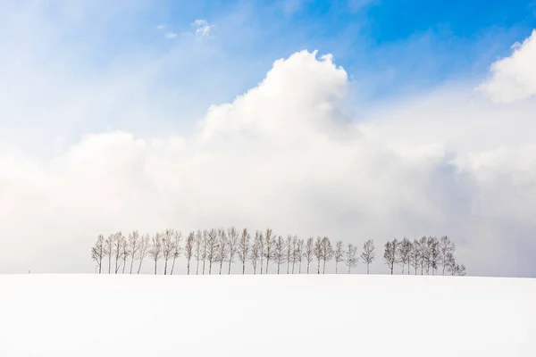 Prachtige buiten natuur landschap met de vertakking van de beslissingsstructuur in groep — Stockfoto