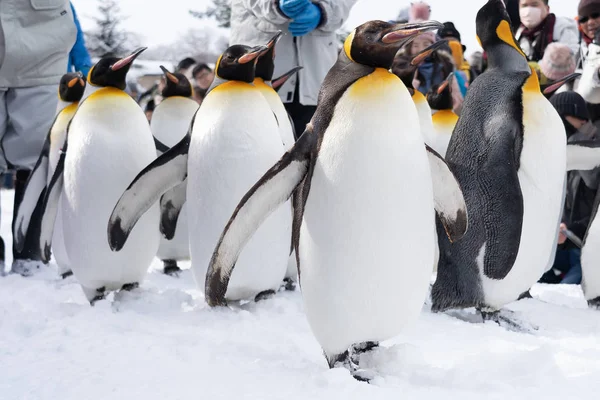 Arashiyama Hokkaido, Japon - 13 février 2019 Groupe de pingouins s — Photo