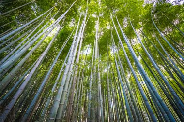 Arashiyama güzel bambu grove ağacında