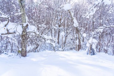 Kar kış sezonu ağacında ile güzel manzara