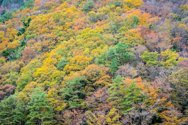 Hermoso paisaje un montón de árboles con hojas de colores alrededor de la —  Fotos de Stock