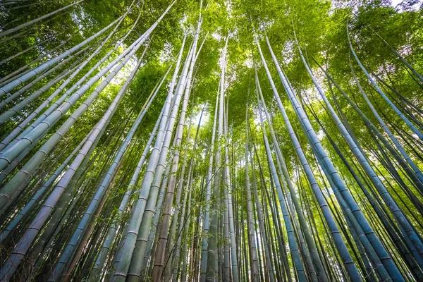 Arashiyama güzel bambu grove ağacında