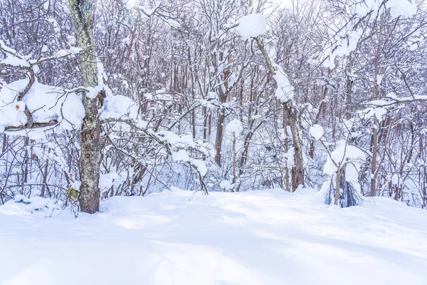 Kar kış sezonu ağacında ile güzel manzara