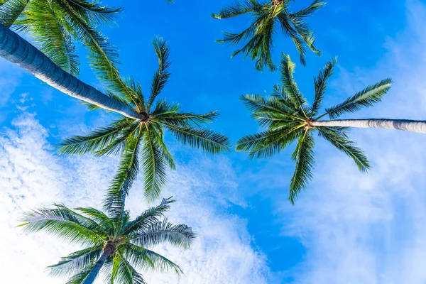 Hermosa palmera de coco en el cielo azul — Foto de Stock