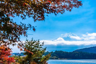 Dağ fuji ile akçaağaç yaprağı ağacın etrafında güzel manzara