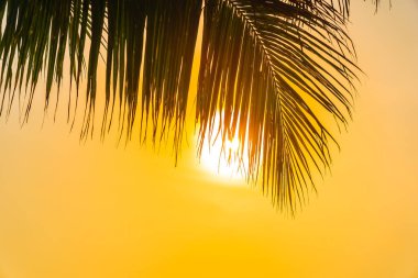 Gündoğumu veya sunse ile hindistan cevizi yaprağı ile güzel açık doğa