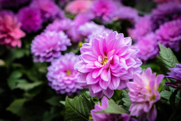 Fleurs colorées dans le jardin — Photo