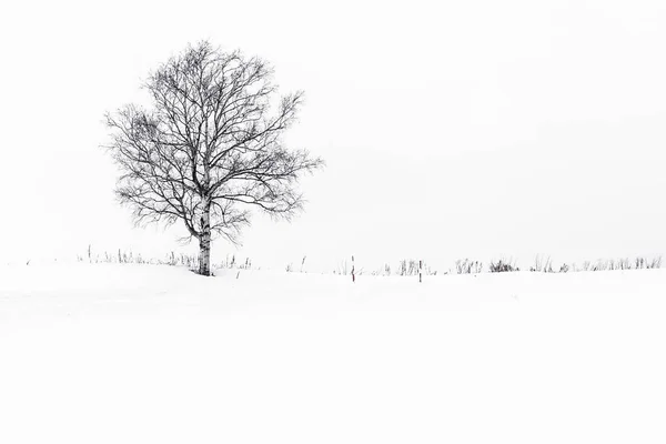 Wunderschöne Landschaft mit einsamen Bäumen im Schnee — Stockfoto