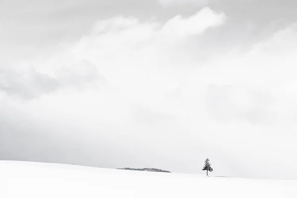 Bela paisagem natural ao ar livre com árvore de Natal no inverno — Fotografia de Stock