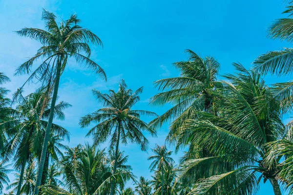 Mooie outdoor natuur met kokospalm boom en blad op blauw — Stockfoto