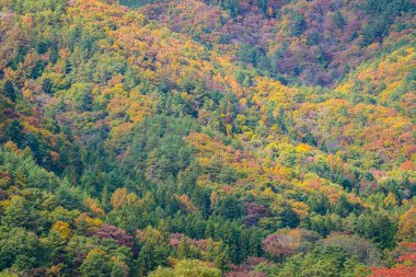Akçaağaç ve diğer ağaç Sonbahar sezonu etrafında güzel dağ
